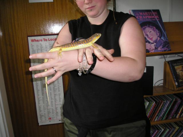 my berber skink