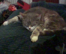 willow