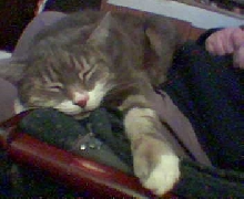willow