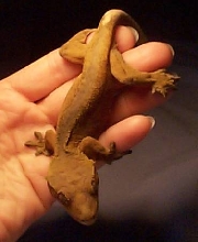Brick, a lowly buckskin