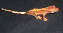 red-headed baby