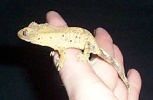 WildSpatter