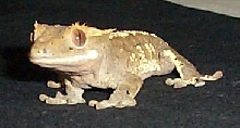Kermit, another of Anthony's masterpieces