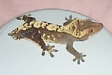 Kermit, almost full gown, from AC