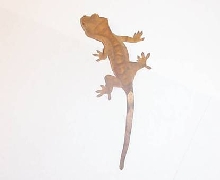 Harley's baby picture