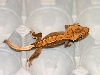 Harrys from ACreptiles
