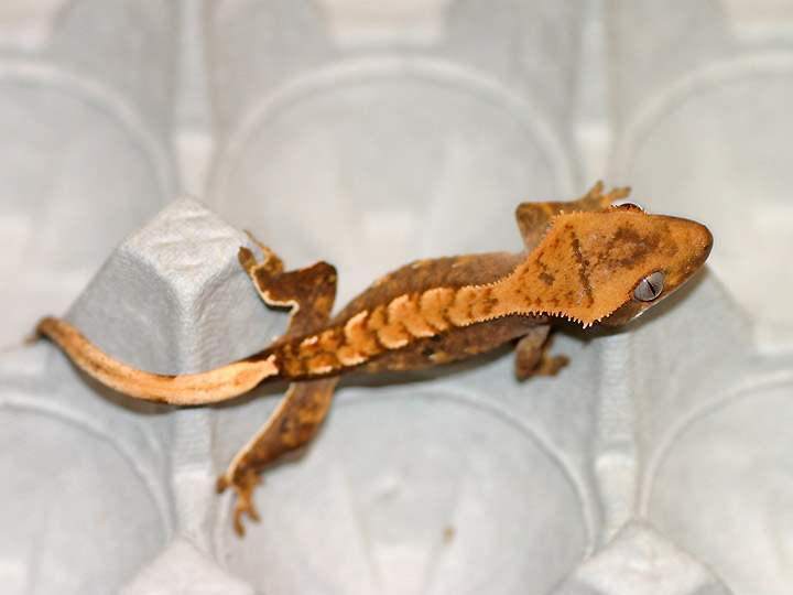 Harrys from ACreptiles