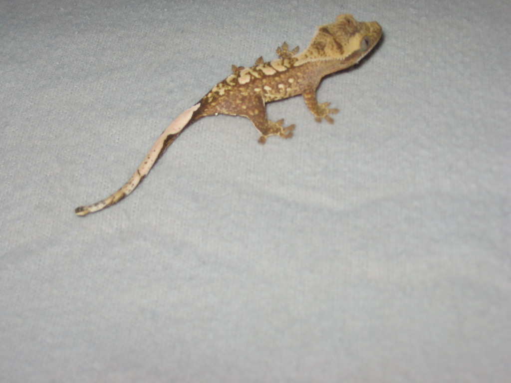 All crazy patterned baby