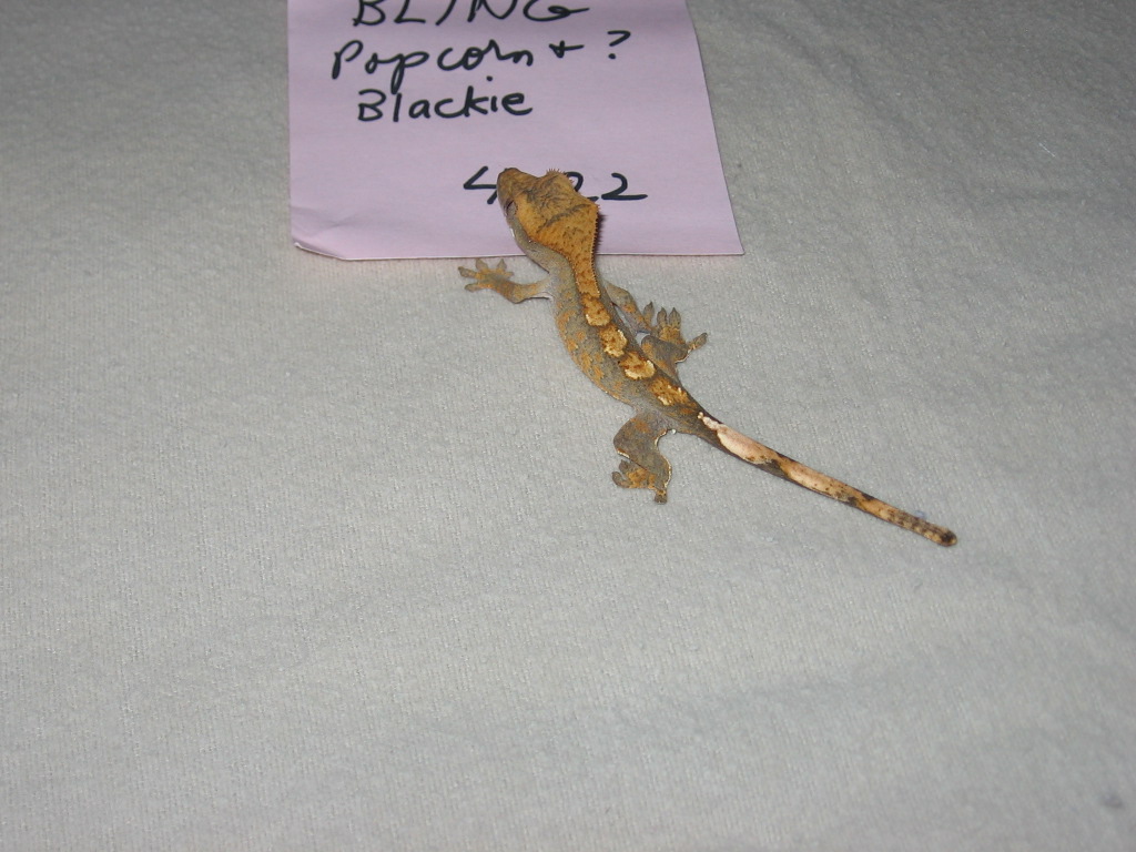 Bling, one of Popcorn's last 3 kids
