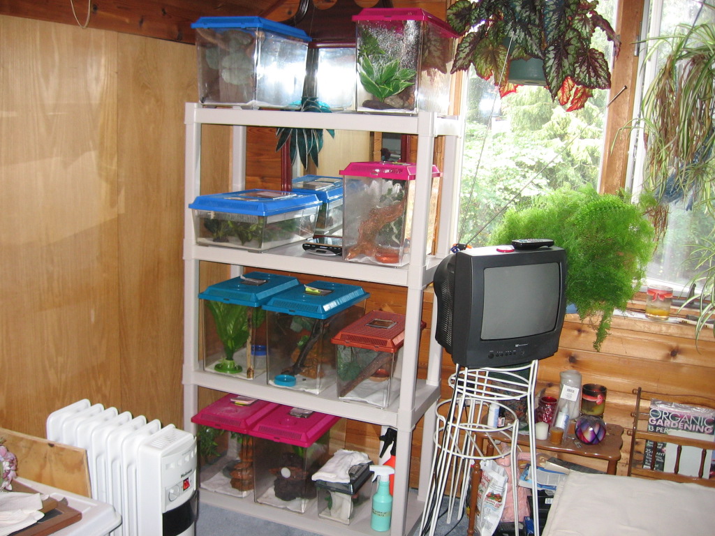 Sterilite shelving w/kritter keeps