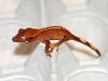 Penny from ACreptiles
