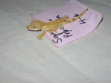 Popcorn's Squeak