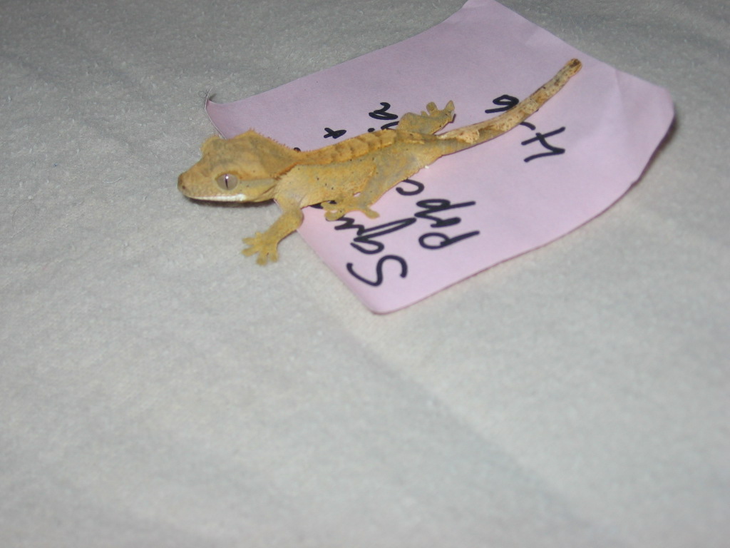 Popcorn's Squeak