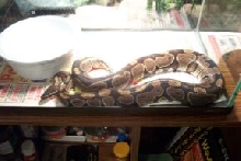 ball female