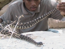 Crotalus helleri