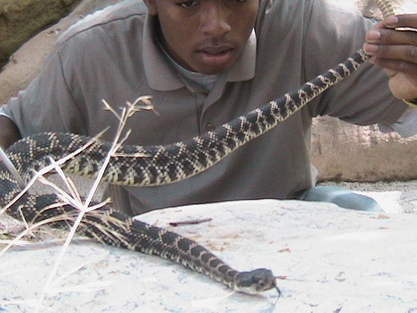 Crotalus helleri