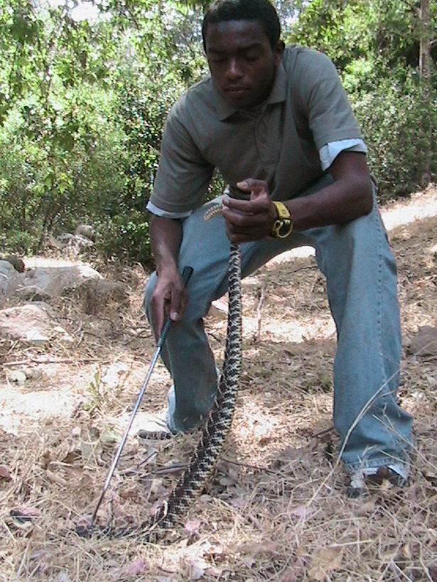 Crotalus helleri