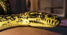 female diamondXcarpet