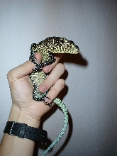 vasquez3