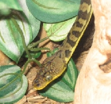 male timor