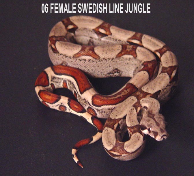 LAST FEMALE JUNGLE