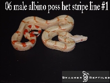 albino stripe line 1