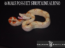 06 albino male poss het stripe line 2