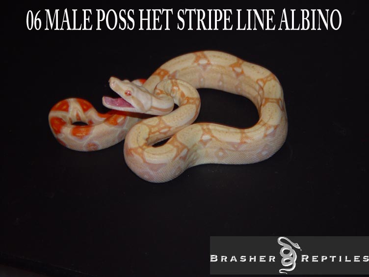 06 albino male poss het stripe line 2