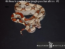06 swedish line female jungle poss het #2