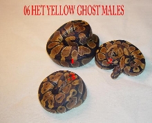 100% het yellow ghost males