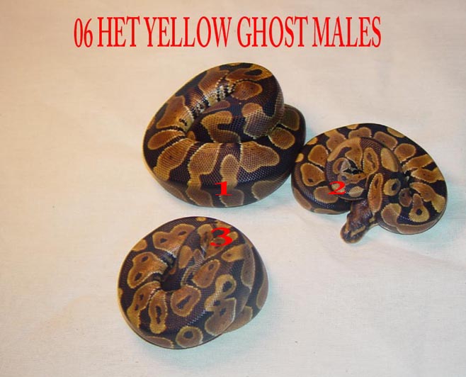 100% het yellow ghost males