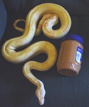 SHARP MALE PEANUT