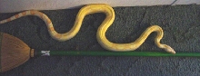 sharp male 53inches