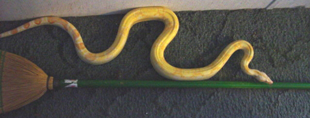 sharp male 53inches