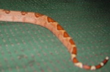 salmon pastel tail