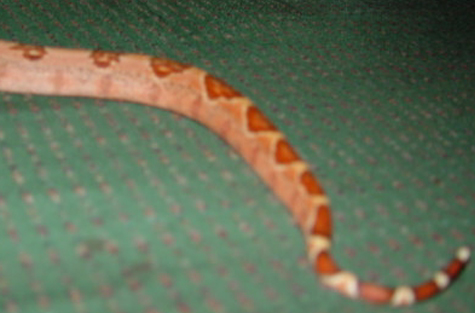 salmon pastel tail