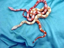 bbr sunglow normal