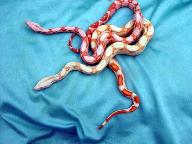 bbr sunglow normal