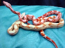 Bloodred sunglow and normal albino