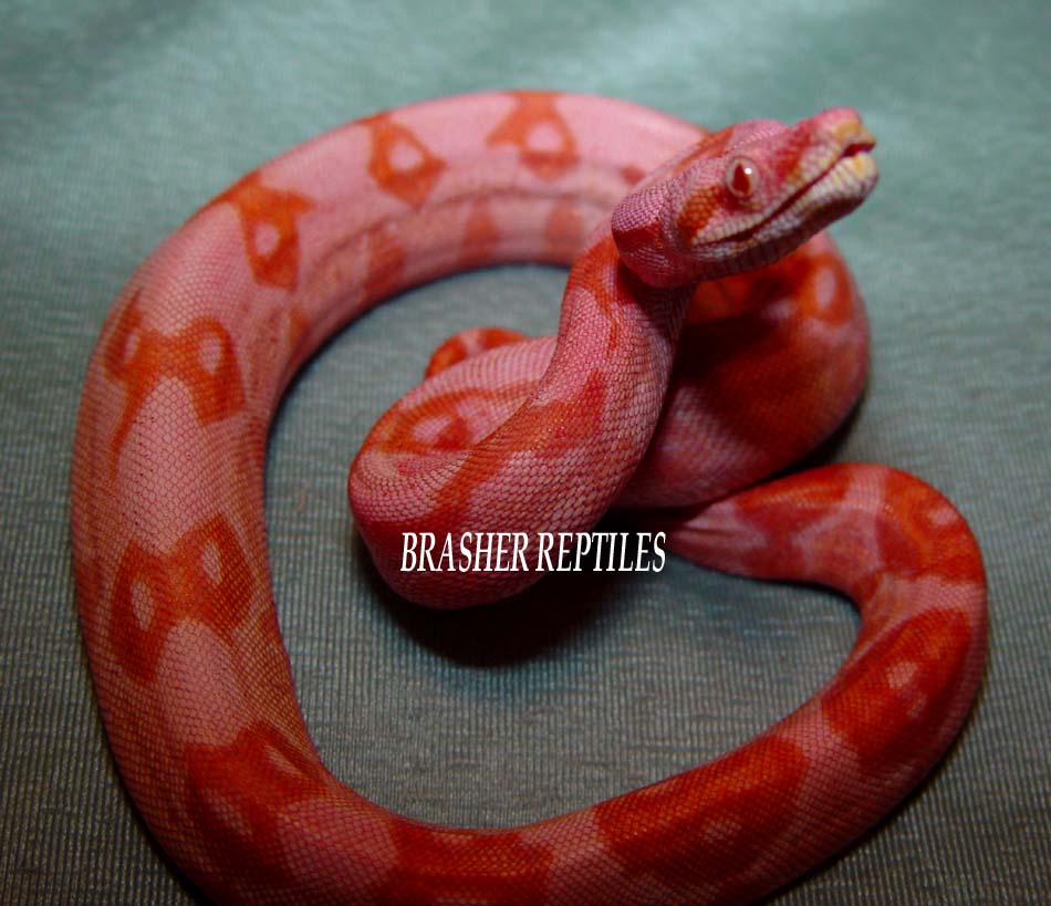 Brasher Bloodred Sunglow