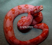 Brasher Bloodred Sunglow 9 months