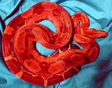 Brasher Bloodred Hypo