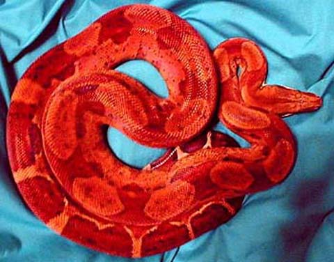 Brasher Bloodred Hypo