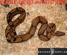 FARAB 1