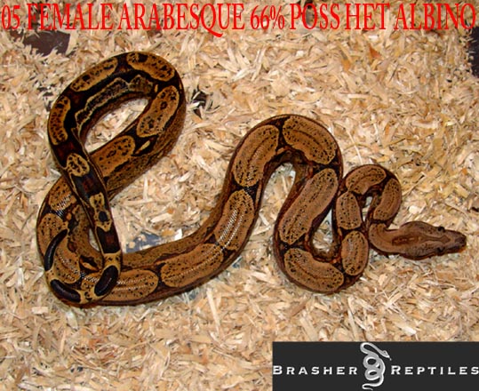 FARAB 1