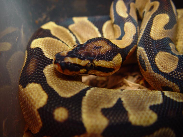 funky male 4