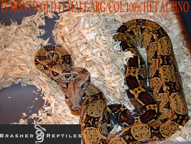 ORANGE HET 2 A
