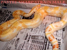 PASTEL SHARP STRAIN MALE