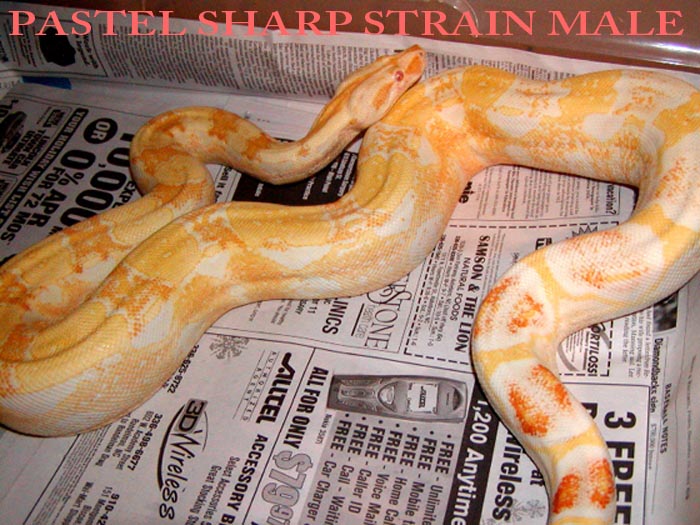 PASTEL SHARP STRAIN MALE