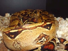 pastel het sharp female 1
